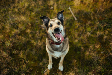 Portrait of beautiful happy dog, looking at camera at nature in sunset