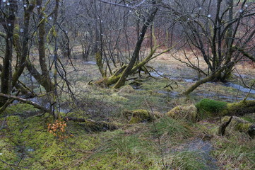 Marécages