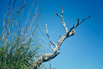 grass and a dry branch 