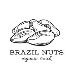 vector brazil nuts