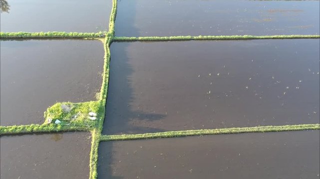 ricefield_bali_karangasem_drone