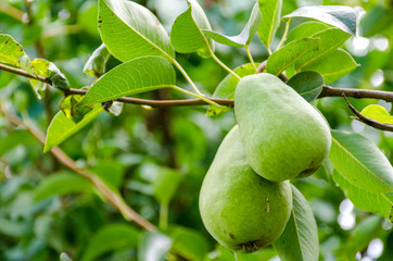 Pear fruit on the tree in the fruit garden