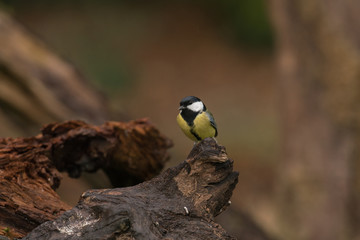 mésange charbonniere mesange charbonniere