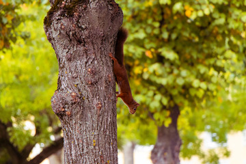 Attention Squirrel!