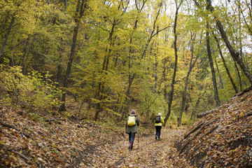 two women of Mature age are doing Nordic walking in autumn forest