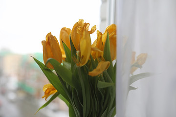 A bouquet of yellow tulips in a vase on the windowsill. A gift t