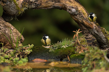 mésange charbonniere mesange charbonniere
