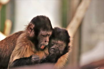 Affen. Gef&uuml;hle. Lustig. Gesichter. Kapuziner&auml;ffchen.