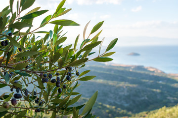 Olive Tree, with Olives on the Branches. Nature Background.