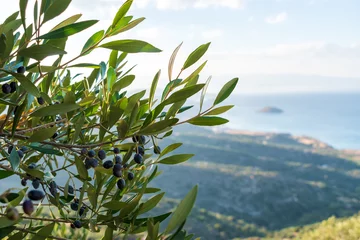 Crédence de cuisine en verre imprimé Arbres Olive Tree, with Olives on the Branches. Nature Background.