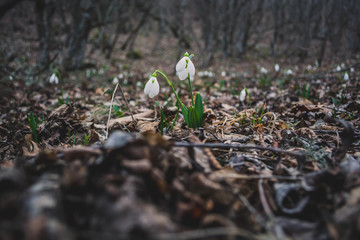 Snowdrops 4