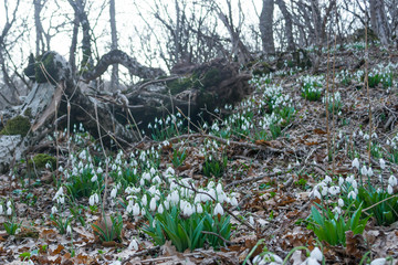 Snowdrops