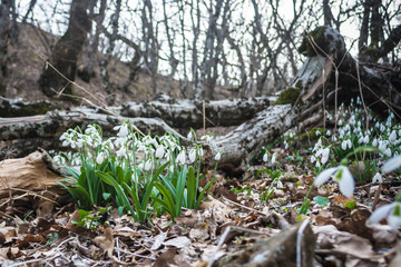 Snowdrops 7