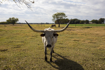 Longhorn steer in pasture