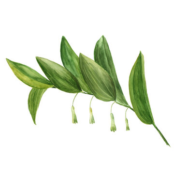 Watercolor illustration of polygonatum or Solomon's seal, isolated on white background. For use in scrapbooking, floristry or herbarium