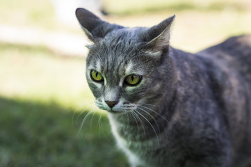 Closeup of a beauty cat sitting in front