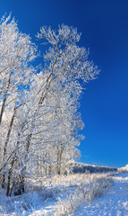 panorama rural winter landscape a with blue sky and forest
