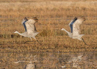 Sandhill cranes at Bosque del Apache National Wildlife Refuge in central New Mexico