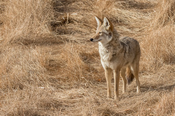 Coyote at Bosque del Apache National Wildlife in central New Mexico