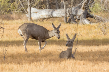Mule deer at Bosque del Apache National Wildlife Refuge in central New Mexico