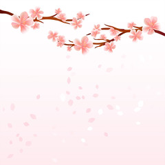 Branches of Sakura with Pink flowers and flying petals isolated on light Pink gradient background. Apple-tree flowers. Cherry blossom. Vector