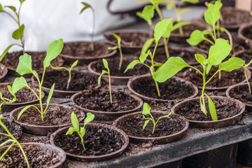 Young green shoots of seedlings in PVC capacity cassette. Pepper seedlings in pots. Limited depth of field.
