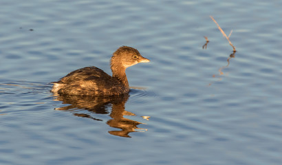 Pied-billed grebe at Bosque del Apache National Wildlife Refuge in central New Mexico