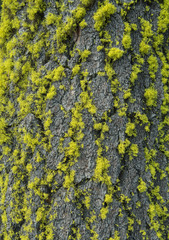 Bright Green Moss Clings to Bark of Tree