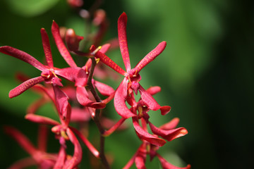 Orchideen-Hybride Aranthera Anne Black