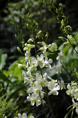 Orchideen-Hybride Dendrobium Shavin White