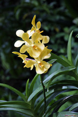 Orchideen-Hybride Aranda Five Friendships Fullmoon