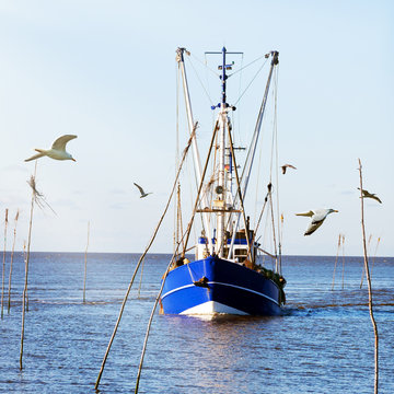 Krabbenkutter mit Möwen läuft ein in einen Kutterhafen an der Wurster Nordseeküste, Norddeutschland