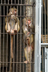 Monkeys in a cage in a zoo .