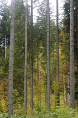 Fototapeta premium nature