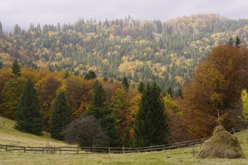 Fototapeta premium nature