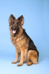 German shepherd dog