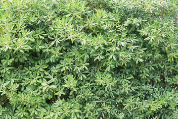 Green rhododendron leaves background