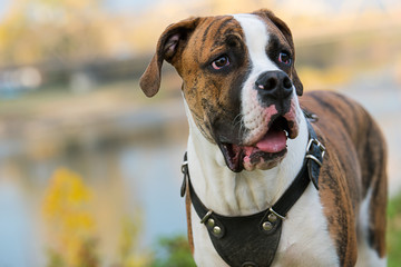 Pappy of the American Bulldog