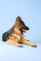 German shepherd dog