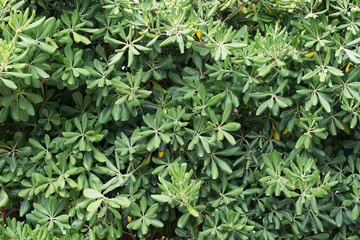 Green rhododendron leaves background