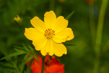 Cosmos yellow flower in Guatemala, tropical.