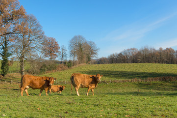 Limousin cows in landscape