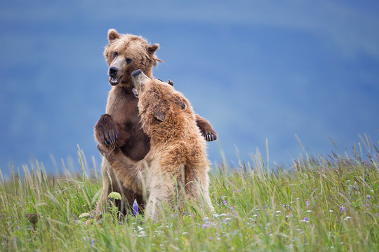 Brown bears playing between the wild flowers in Alaska