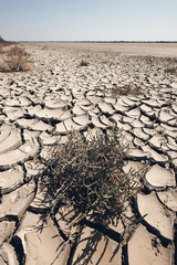 arid and waste land, matte style