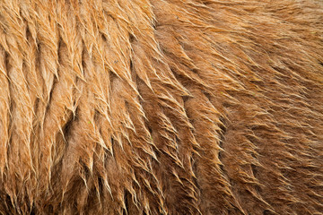 Brown bear fur