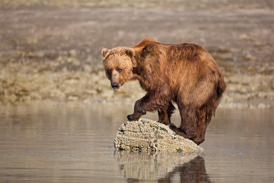 Brown bear standing on a rock in a pool in Alaska