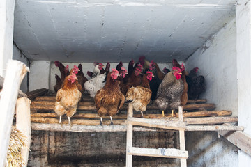 Chickens on the obsolete roost