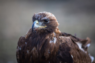 Fototapeta premium Young Golden eagle closeup. Mongolia.