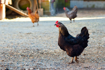 Hens in the yard