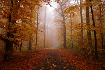 Fototapeta na wymiar Herbstwald im Nebel